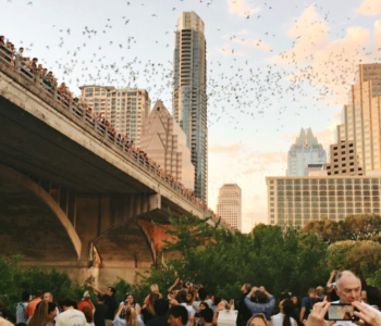 Watch the Bats on South Congress bridge for a fun and mildly scary time